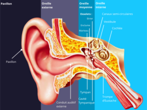 Fonctionnement de l'oreille : le guide