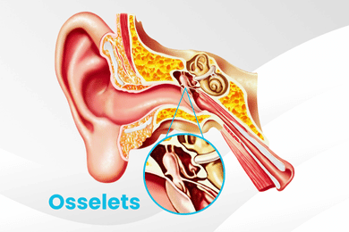 Osselets de l’oreille : l’essentiel à connaître